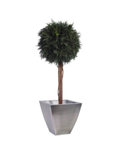 Boule de Thuya verte
