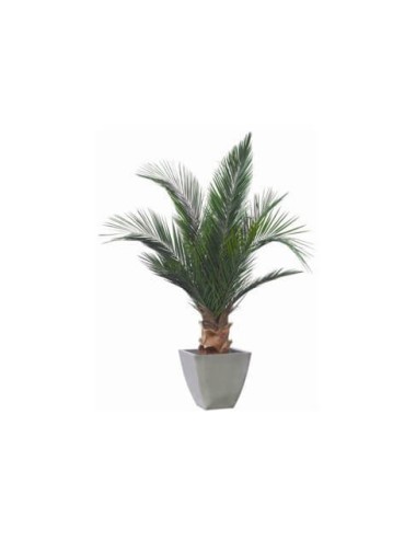 Plante Phoenix vert