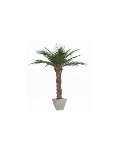 Palmier Phoenix vert
