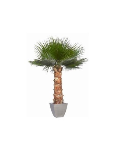 Palmier Washingtonia vert