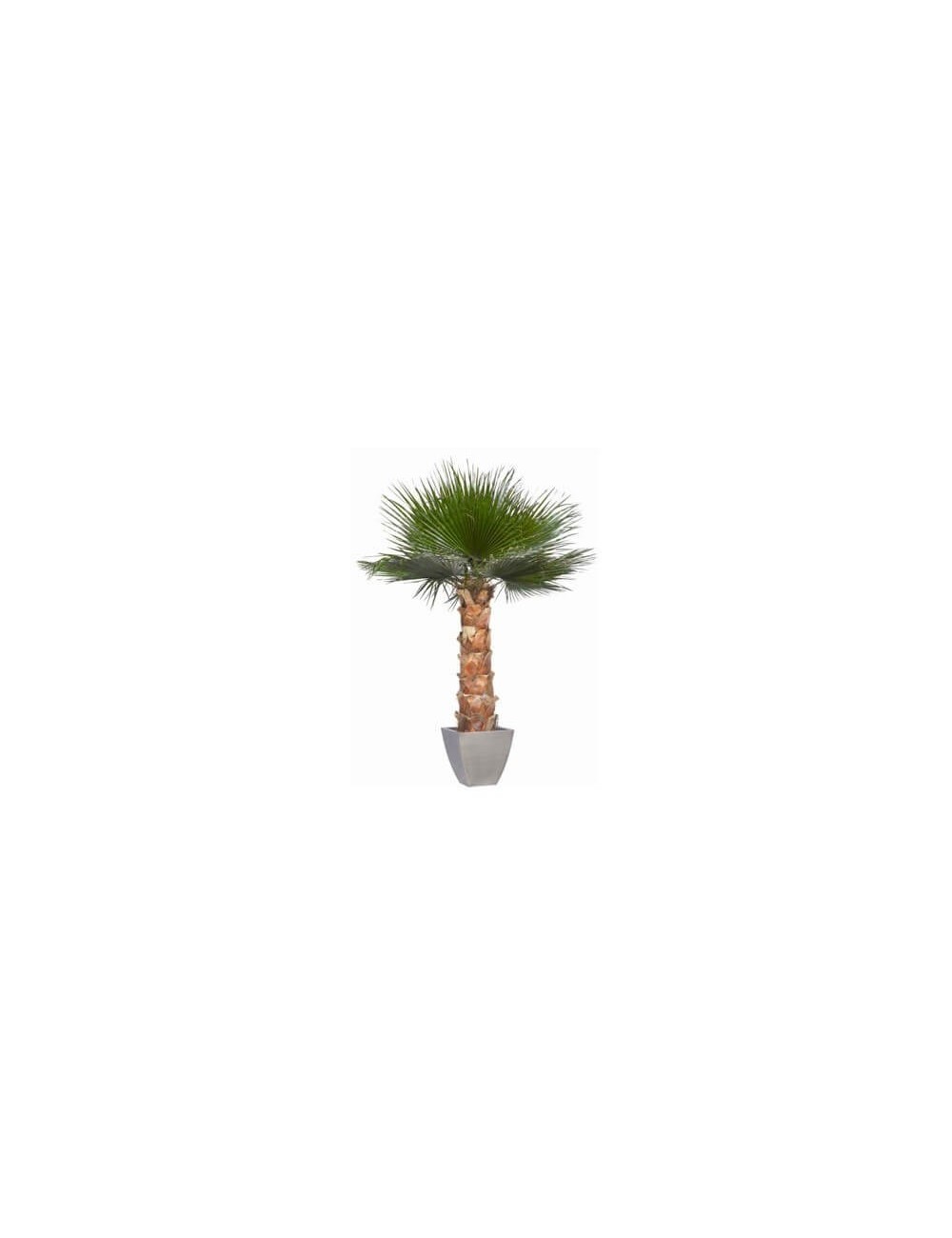 Palmier Washingtonia vert