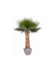 Palmier Washingtonia vert