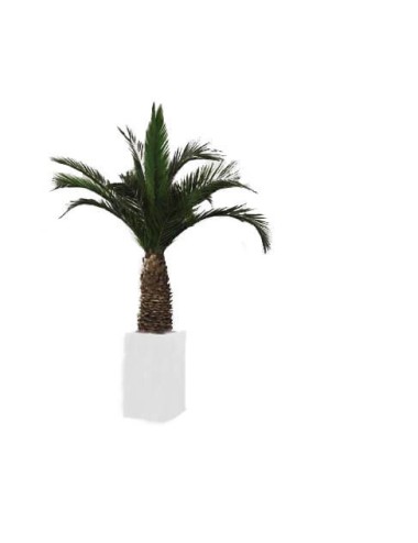 Palmier Phoenix Agave vert