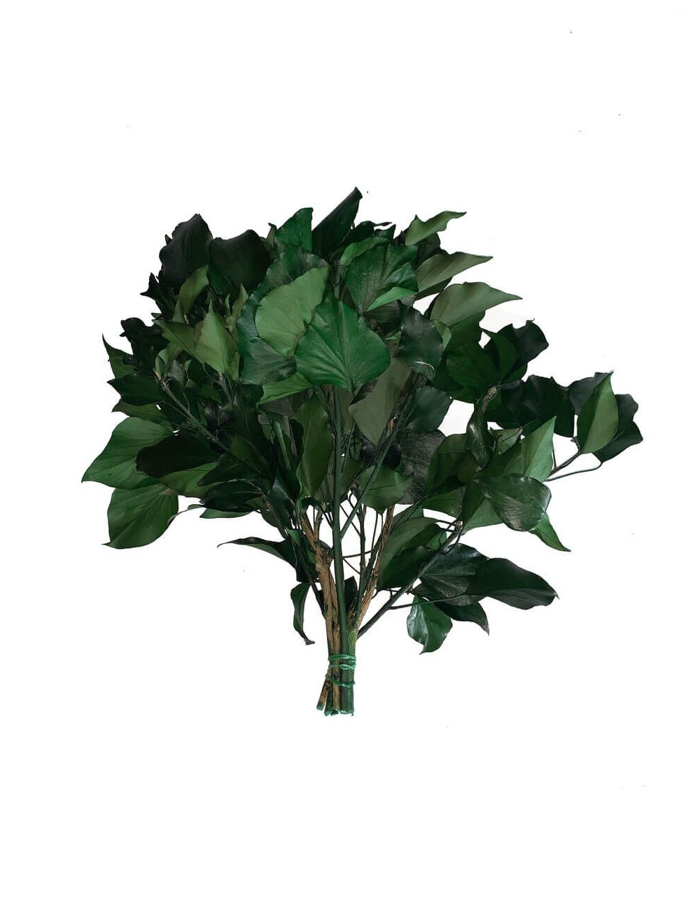 Lierre stabilisé vert