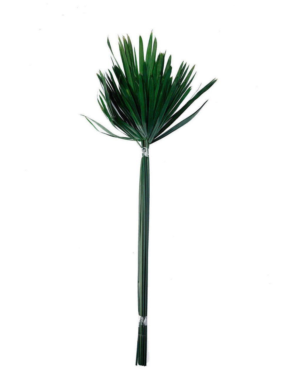 Papyrus vert stabilisé