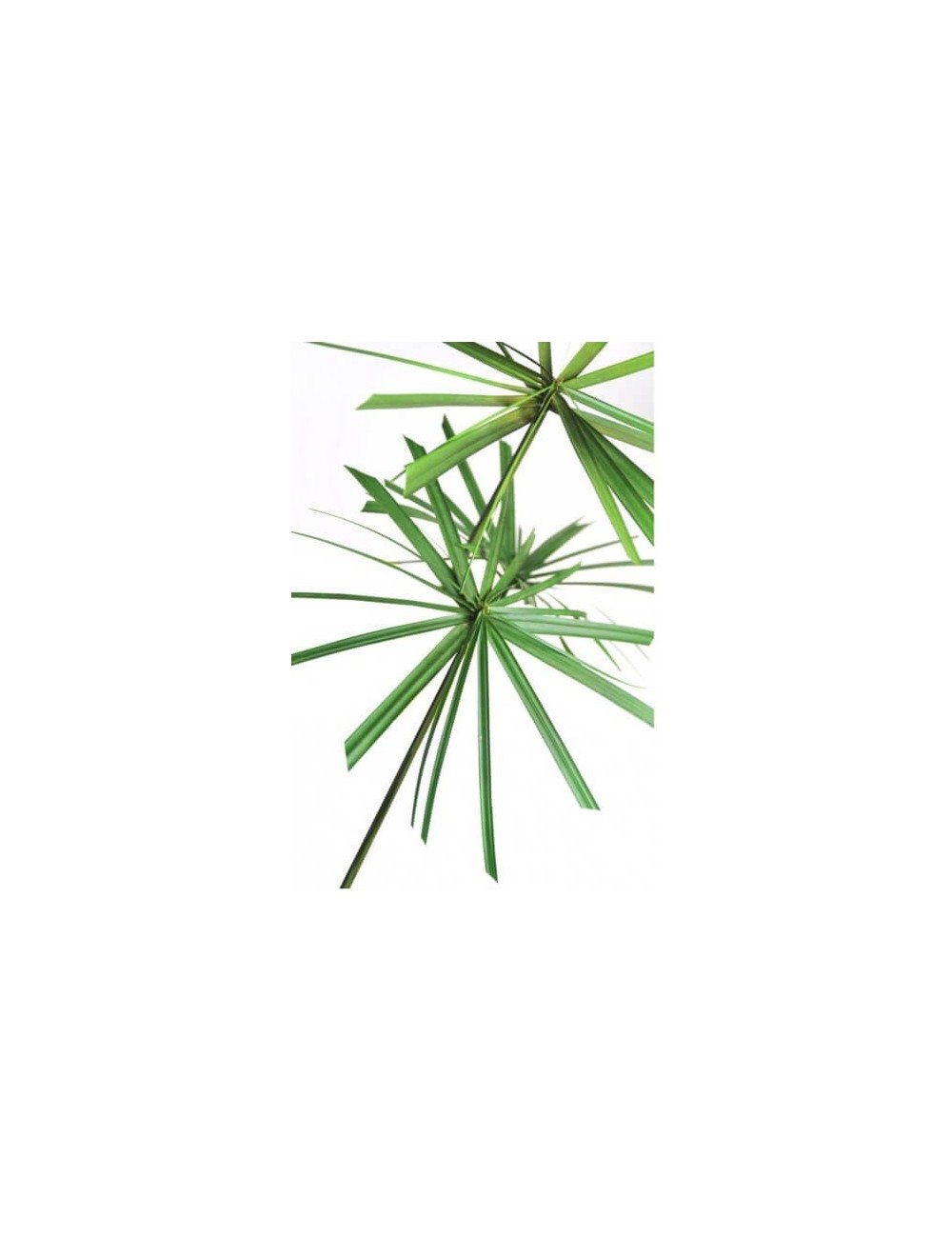 Papyrus vert stabilisé