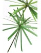 Papyrus vert stabilisé