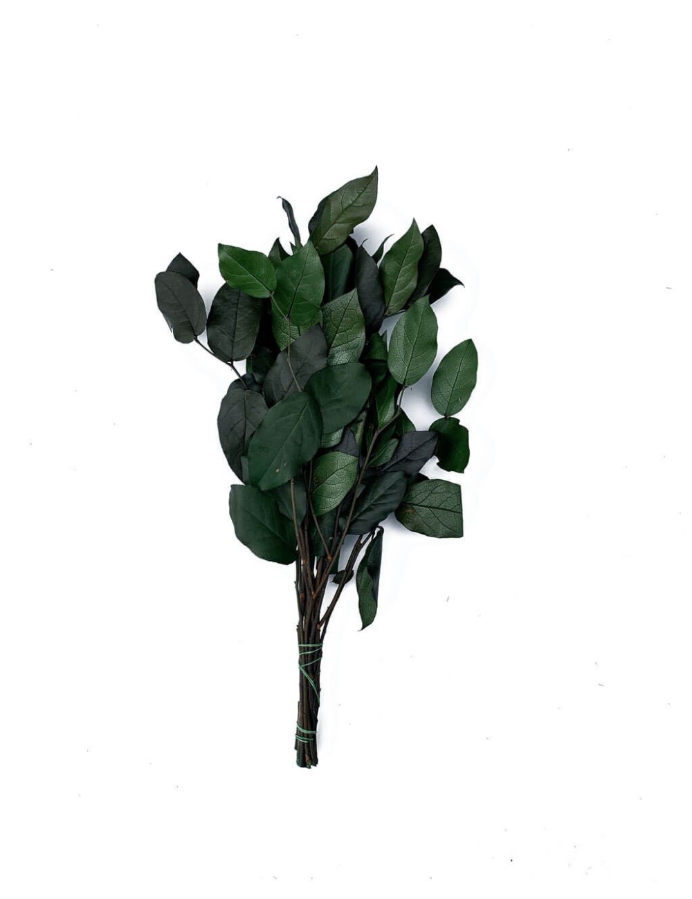 Salal stabilisé vert