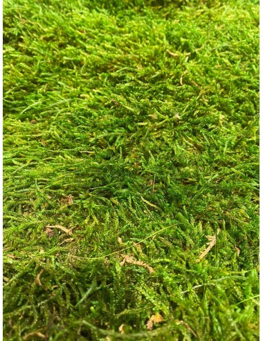 Mousse plate stabilisée verte claire