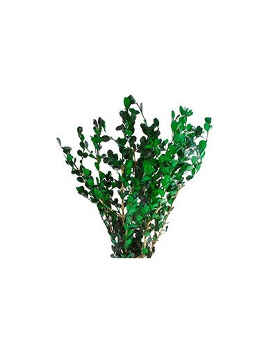 Buis végétal stabilisé vert