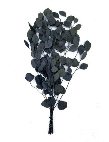 Eucalyptus populus stabilisé vert