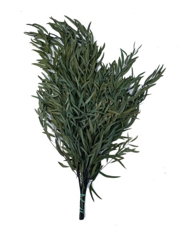 Eucalyptus nicoly stabilisé vert