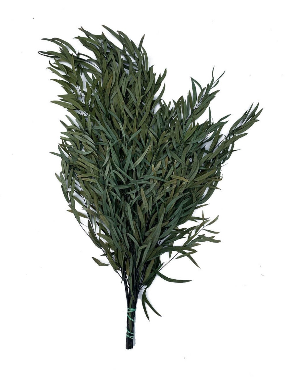 Eucalyptus nicoly stabilisé vert