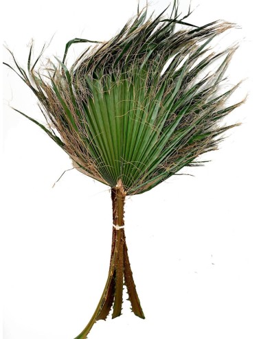 Palme de washingtonia stabilisée verte