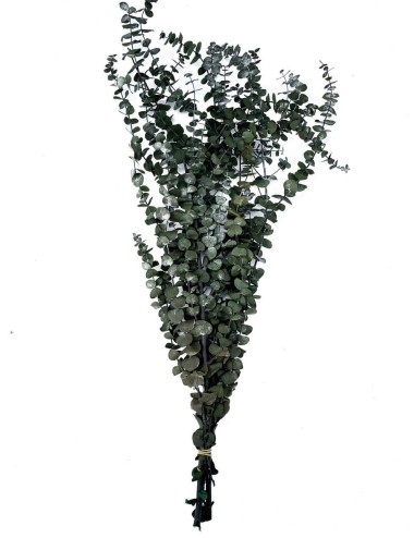 Eucalyptus baby blue rouge
