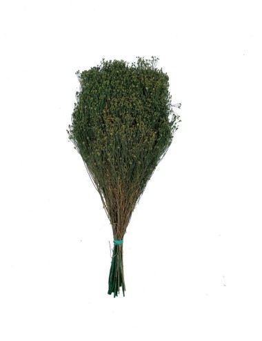 Broom stabilisé orange