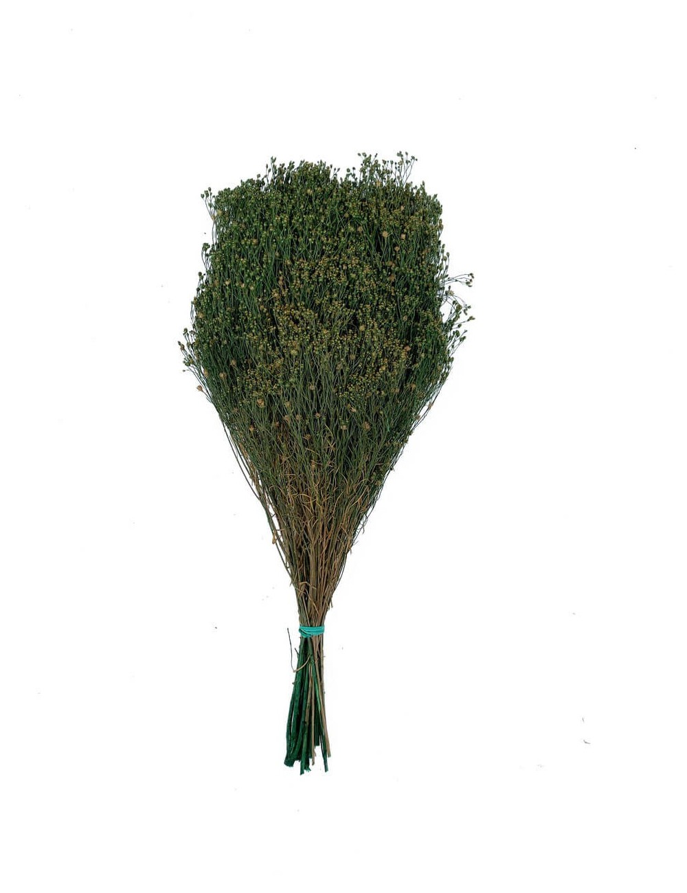 Broom stabilisé vert