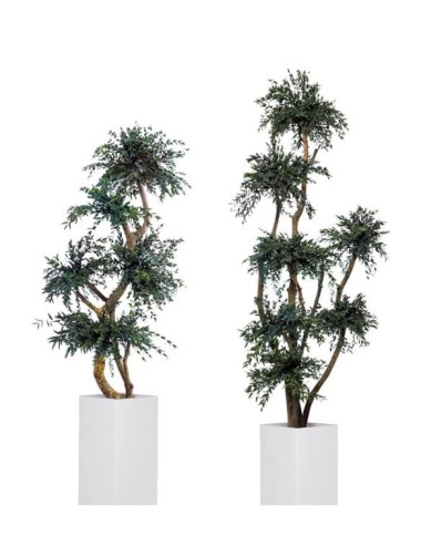 Arbre Parvifolia vert