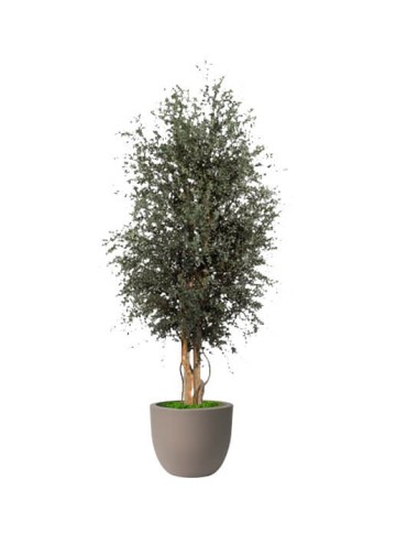 Parvifolia Wide Stabilisé -...