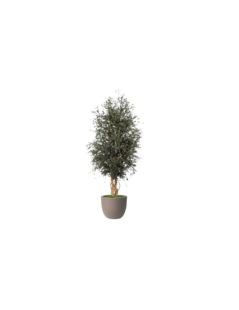 Parvifolia Wide vert