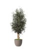 Parvifolia Wide vert