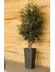 Parvifolia Wide vert