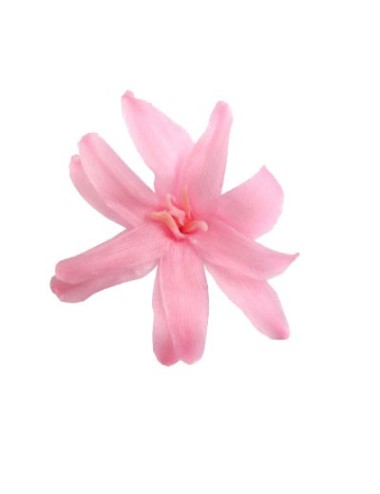 Tubéreuse Stabilisée rose