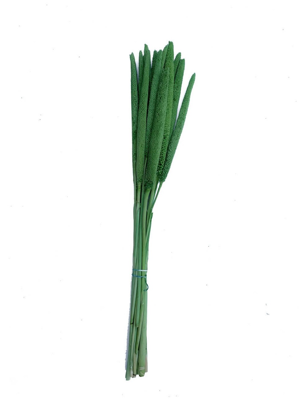 Babala stabilisée verte