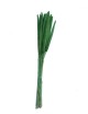 Babala stabilisée verte