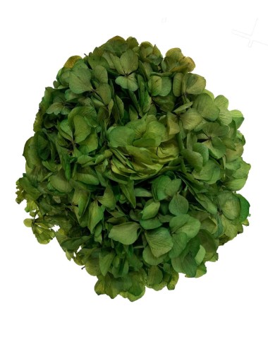Hortensia Stabilisé orange