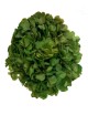 Hortensia Stabilisé vert