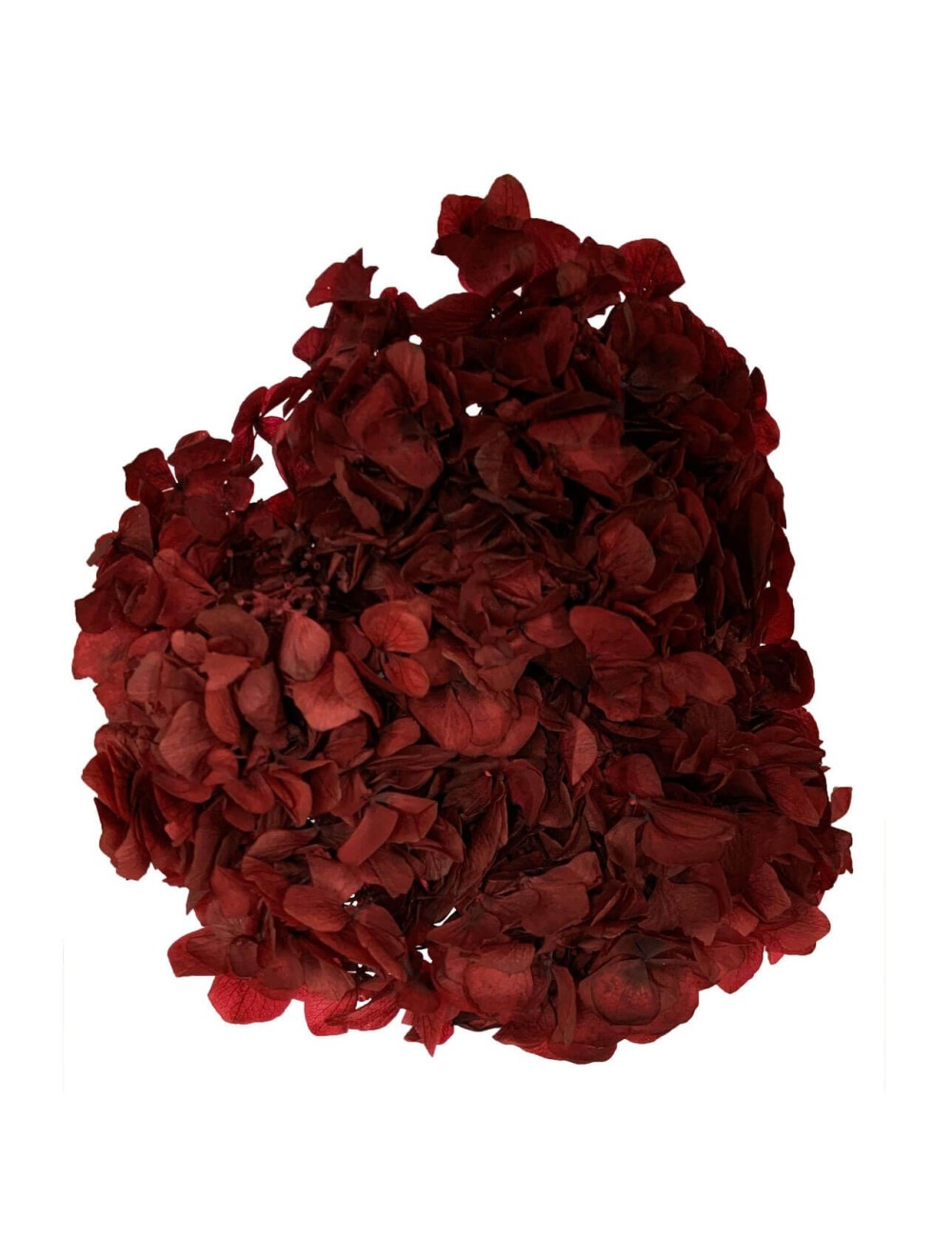 Hortensia Stabilisé rouge