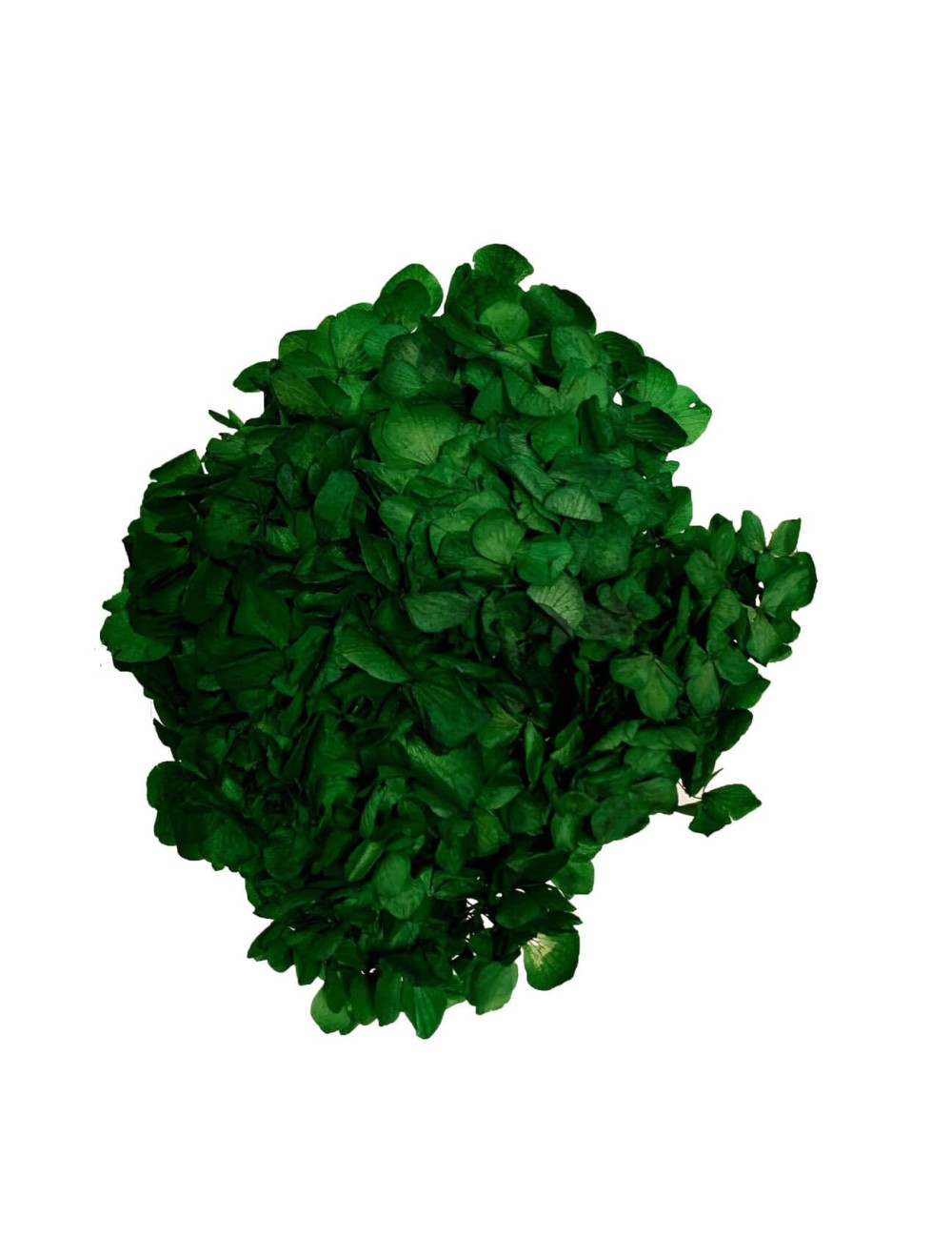 Hortensia Stabilisé vert