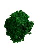 Hortensia Stabilisé vert