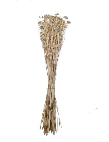 Achilea stabilisée marron