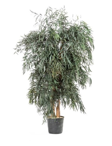 Eucalyptus Nicoly Wide vert