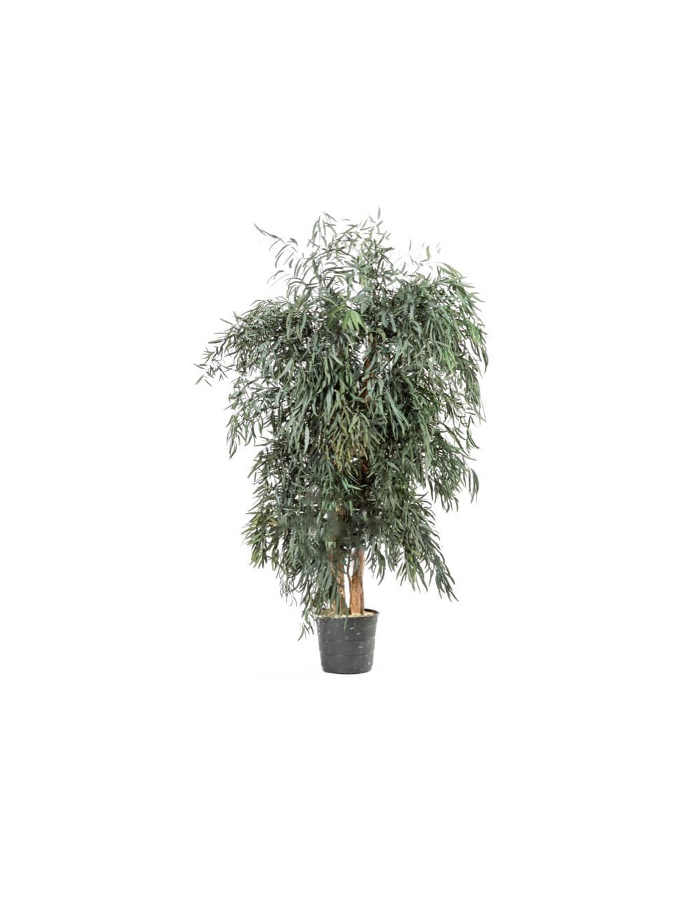 Eucalyptus Nicoly Wide vert