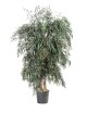 Eucalyptus Nicoly Wide vert
