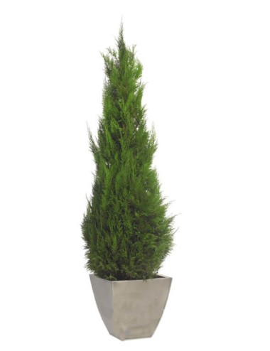 Stardust Conifer vert