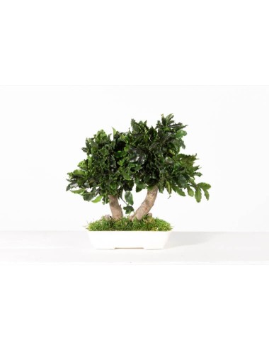 Bonsaï Tenuifolium Stabilisé vert de petite taille