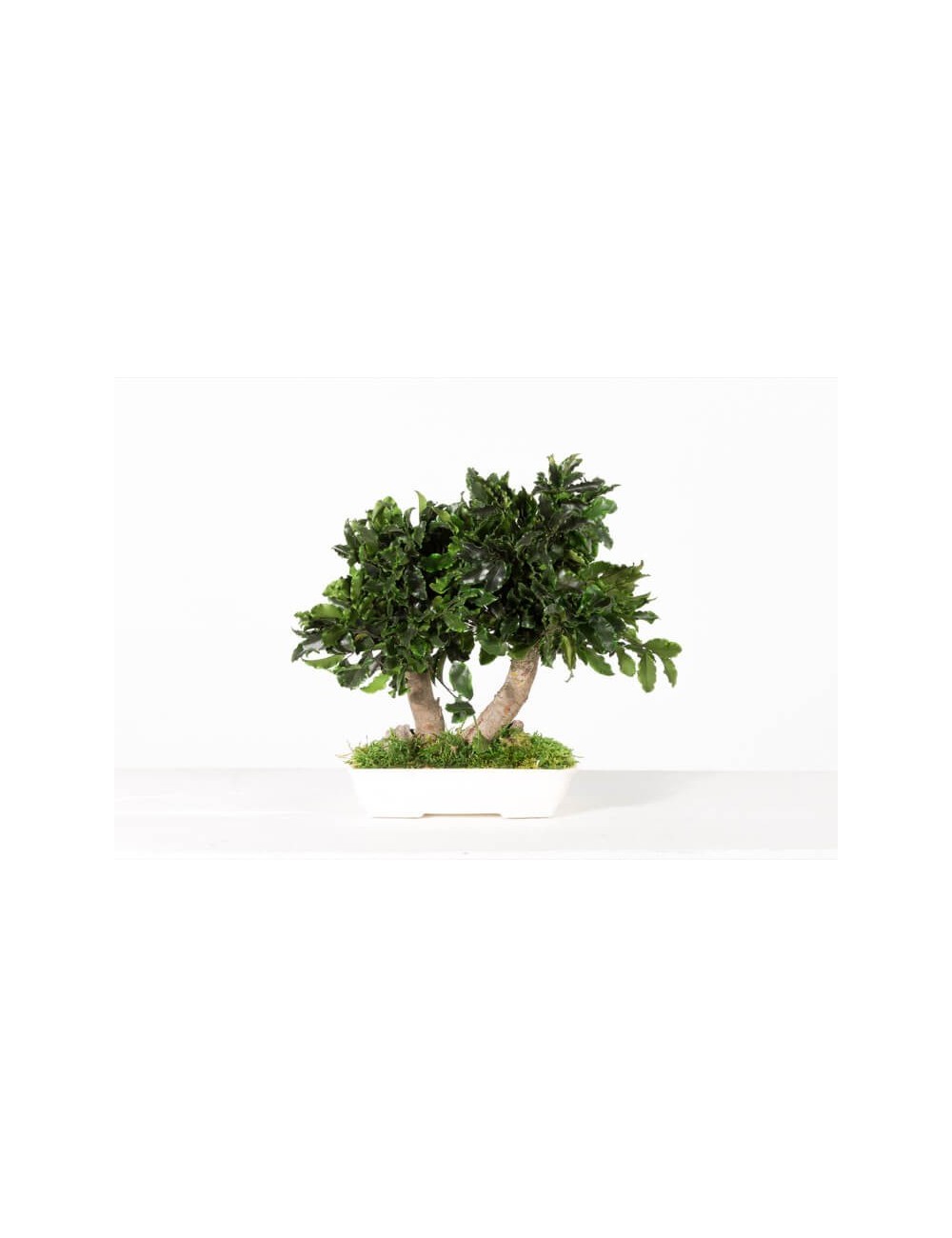 Bonsaï Tenuifolium Stabilisé vert de petite taille