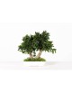 Bonsaï Tenuifolium Stabilisé vert de petite taille