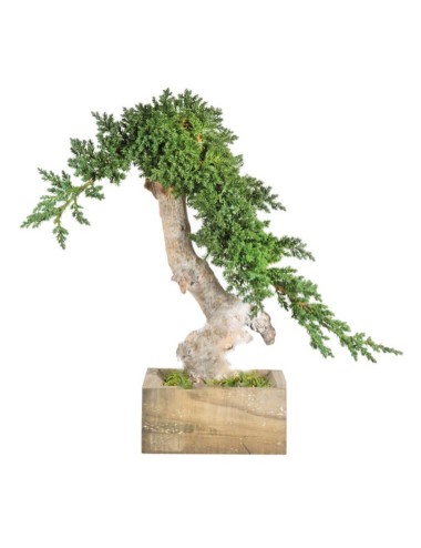 Bonsaï Juniperus vert