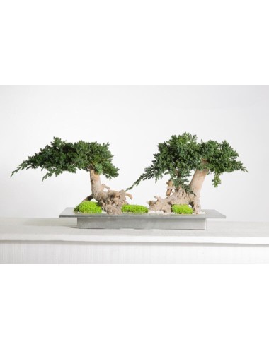 Bonsaï Juniperus Double Vine Root Stabilisé vert
