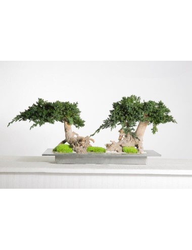 Bonsaï Juniperus Double...