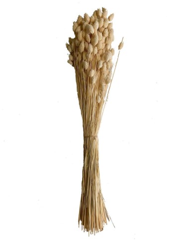 Phalaris Séché beige