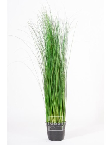 Oriental Ginerium vert
