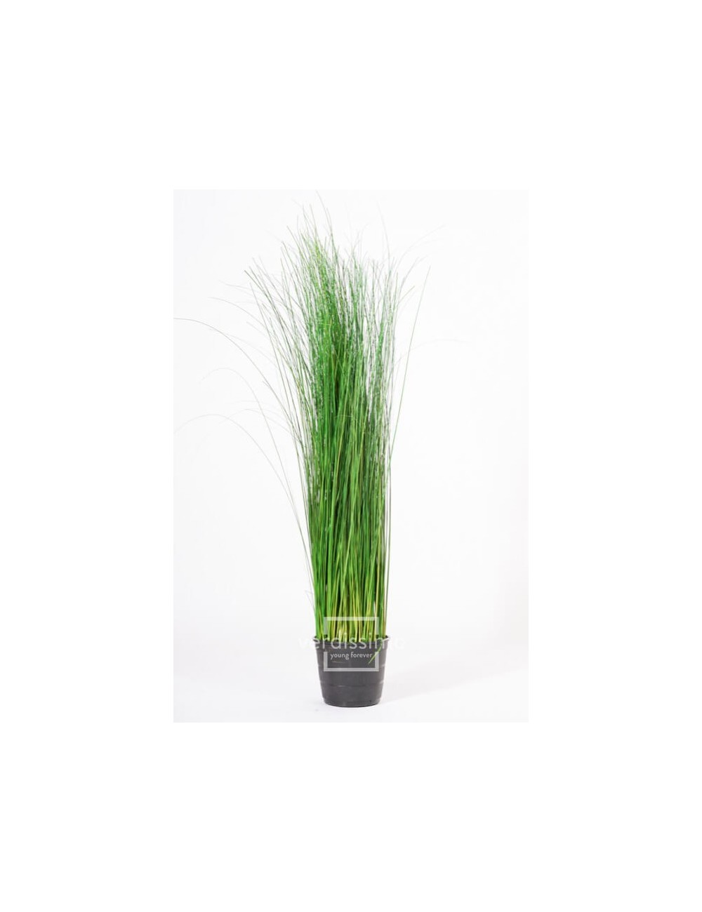 Oriental Ginerium vert