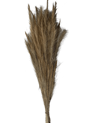 Fox Grass Séché
