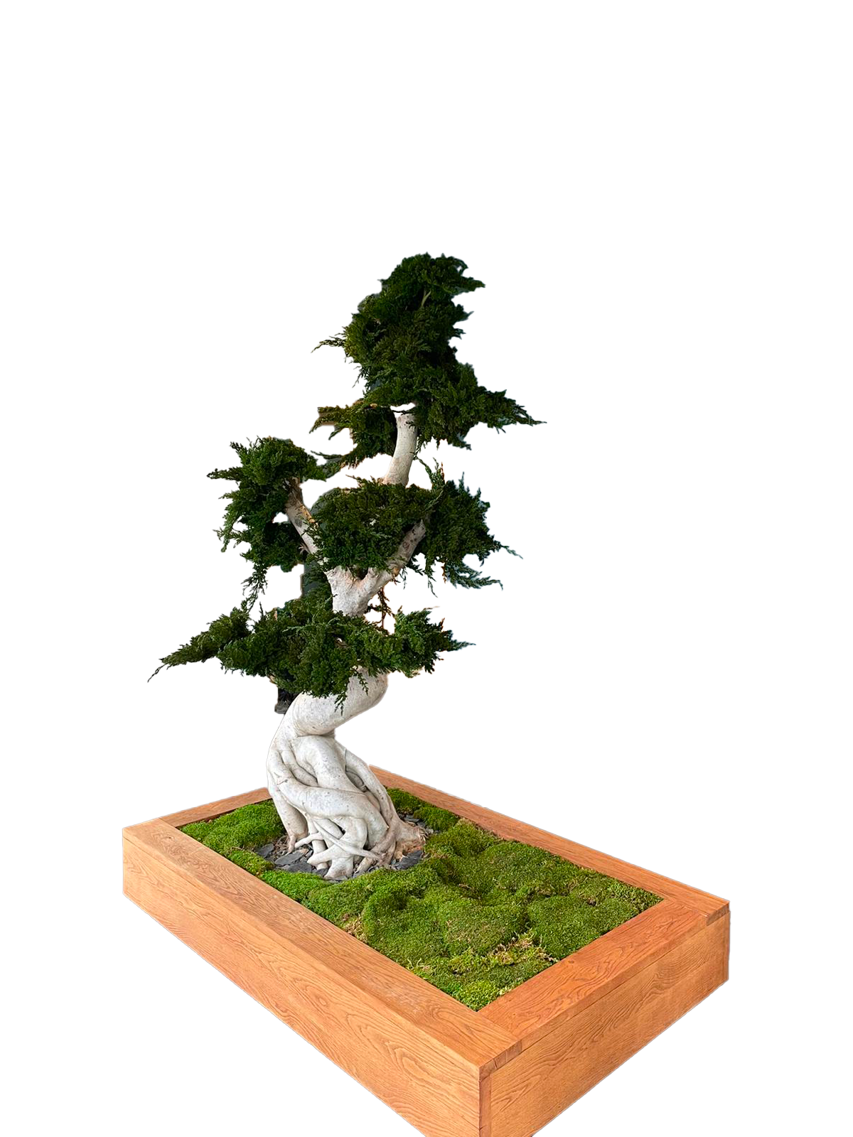 bonsai stabilisé